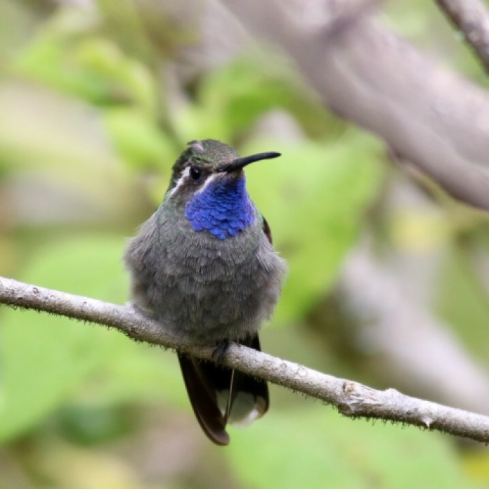 Blue-throated Hummingbird by Eric Antonio Martinez